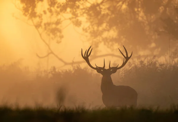 Silhouette Von Rothirschen Mit Geweih Die Einem Nebligen Morgen Wald — Stockfoto
