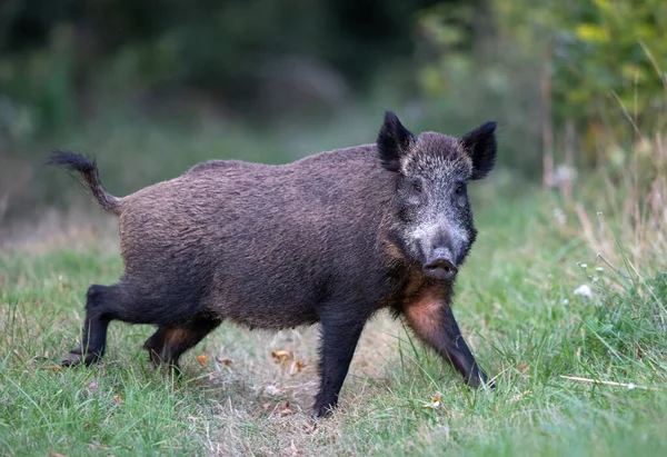 Wildschweine Sus Scrofa Ferus Stehen Sommer Auf Einer Wiese Wald — Stockfoto
