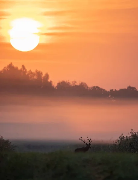 Red Deer Big Antlers Walking Meadow Foggy Morning Big Sun — Stock Photo, Image