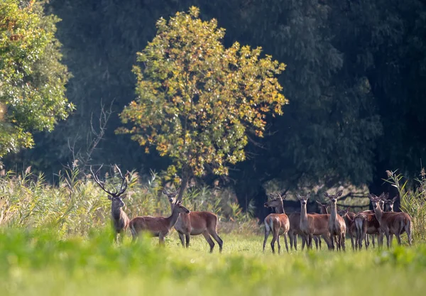秋天的交配季节 红鹿带着大鹿角和大群的鹿群站在森林里 自然栖息地的野生动物 — 图库照片