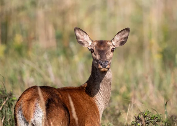 Portrait Hind Red Deer Female Forest Looking Camera Wildlife Natural — Stock Photo, Image