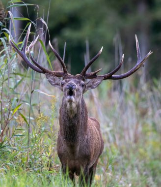 Ormanda boynuzlu kızıl geyik portresi (cervus elaphus). Doğal yaşam ortamında vahşi yaşam