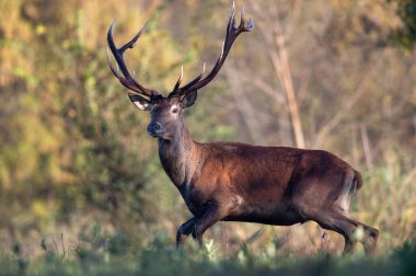 Ormanda boynuzlu kızıl geyik portresi (cervus elaphus). Doğal yaşam ortamında vahşi yaşam