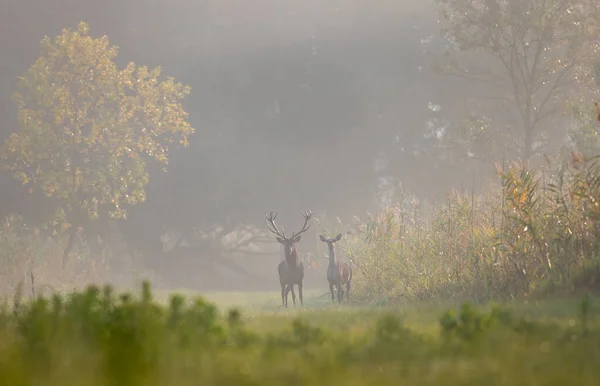 雾蒙蒙的清晨 红鹿和大鹿角以及后腿站在森林的草地上 自然生境中的野生动物 — 图库照片