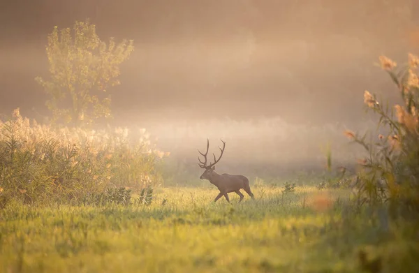 Red Deer Big Antlers Walking Meadow Forest Foggy Morning Wildlife — Stock Photo, Image