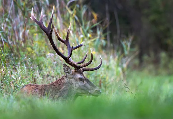 Portrait Mature Red Deer Cervus Elaphus Antlers Forest Wildlife Natural — Stock Photo, Image