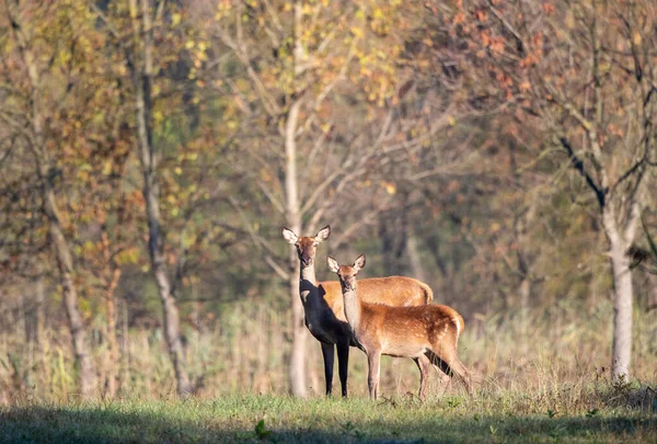 Hind Fêmea Veado Vermelho Com Fawn Floresta Frente Árvores Vida — Fotografia de Stock