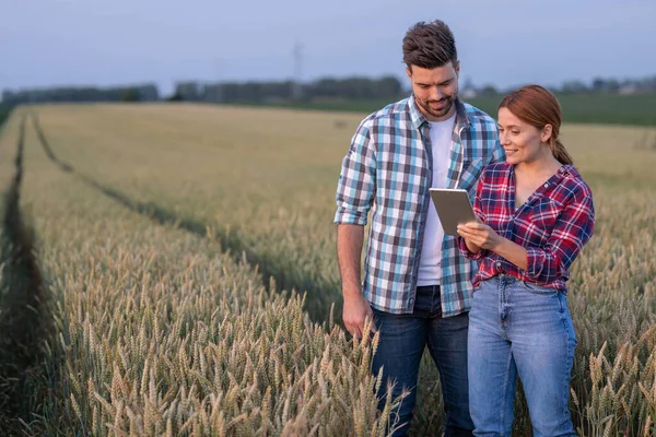 Buğday tarlasında çiftçi ve tarım uzmanı, hem erkek hem de kadın dijital tablete bakıyor. Akıllı tarım kavramı