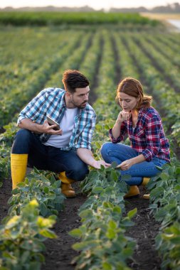 Soya tarlasında birlikte çalışan tarımcı ve çiftçi odaklanmış ifadelerle çömelmiş yaprakları analiz ediyorlar.