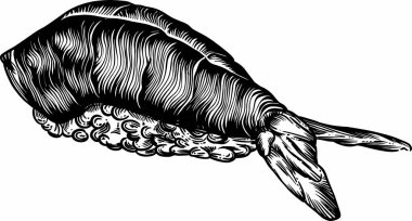 Suşi, rulo ve deniz ürünleri çizimi tarzında vektör çizimler. Tüm elementlerin yüksek kaliteli detaylı çizimi.