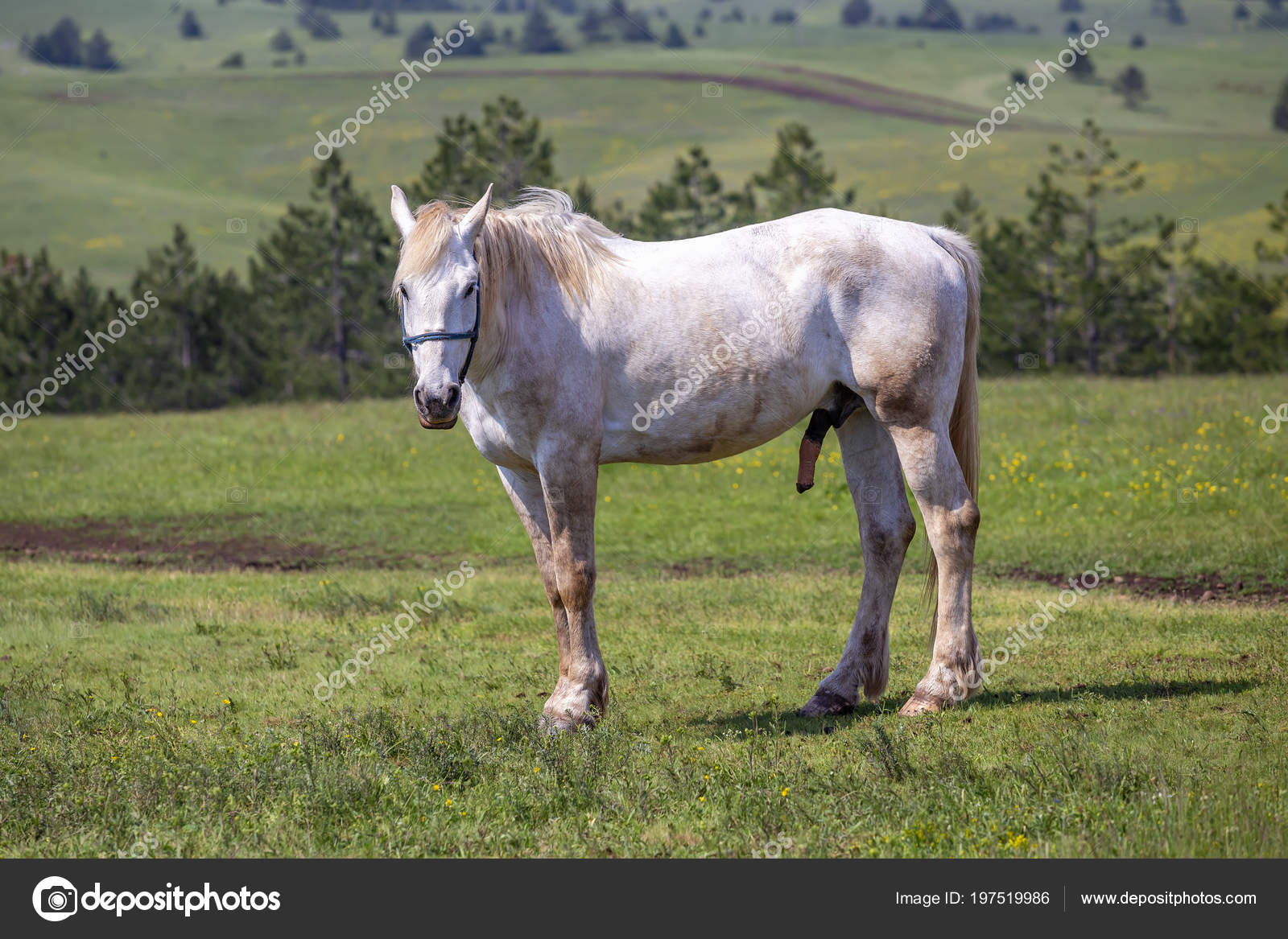 Pony Penis