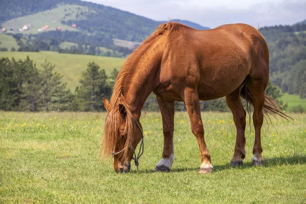 Mooi Bruin Paard Grazen Een Weiland Het Voorjaar Paarden Fokken — Stockfoto