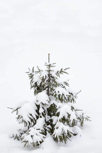 Bela Árvore Natal Coberta Neve Espaço Cópia Fundo Branco Inverno — Fotografia de Stock