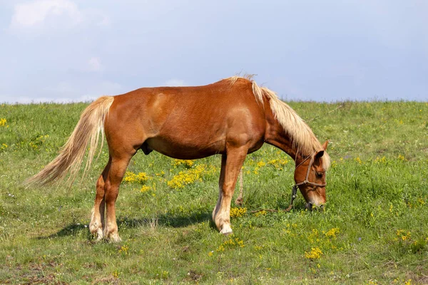 Schöne Braune Pferd Weiden Auf Einer Weide Auf Einem Berg — Stockfoto