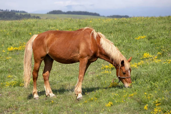 茶色の馬山ズラティ ボール セルビアの牧草地で放牧します 春に緑の牧草地で繁殖馬 — ストック写真