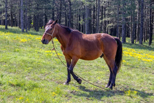 棕色马在田野上的山 Zlatibor 塞尔维亚 马在草甸 — 图库照片