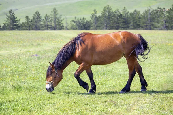 茶色の馬の新鮮な緑豊かな山の牧草地に放牧します 農村風景の中を食べる馬 — ストック写真