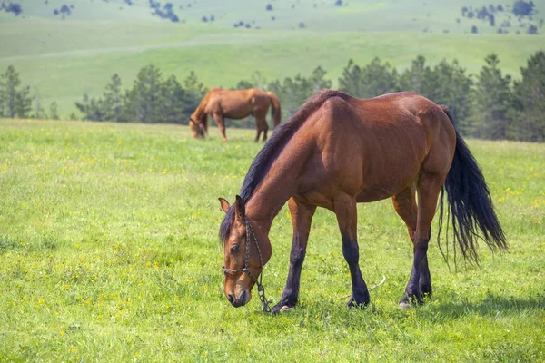 茶色の馬の放牧フィールドに連結します 緑の牧草地の中に紐で食べる馬 農村風景で結ばれる馬 — ストック写真