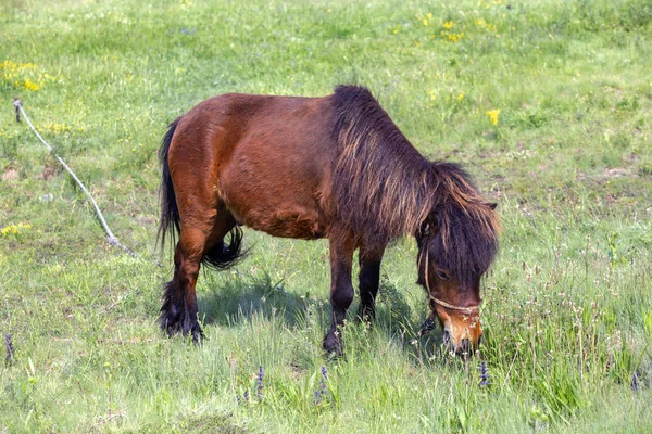 ハードな一日の仕事の後フィールドにつながれた茶色ポニー馬の放牧します 緑の牧草地の中に紐で食べる馬 農村風景で結ばれる馬 — ストック写真