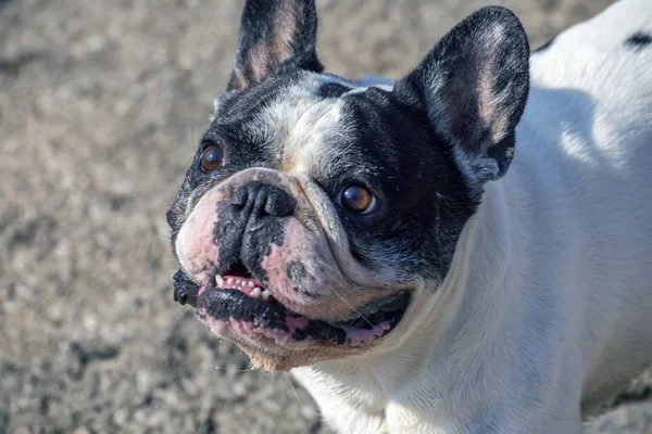 Leuke Franse Bulldog Opzoeken Buiten Het Park Focus Ogen — Stockfoto