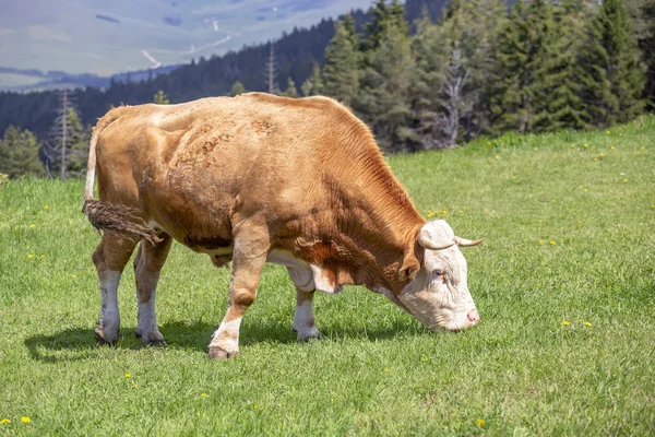 Bull Krajowych Wypasu Pastwiskach Górskich Tornik Zlatibor Serbia Jodły Tle — Zdjęcie stockowe