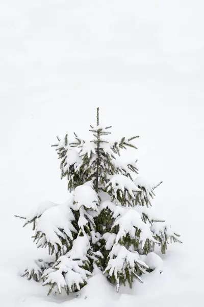 Hermoso Árbol Navidad Cubierto Nieve Espacio Copia Sobre Fondo Blanco Imagen De Stock