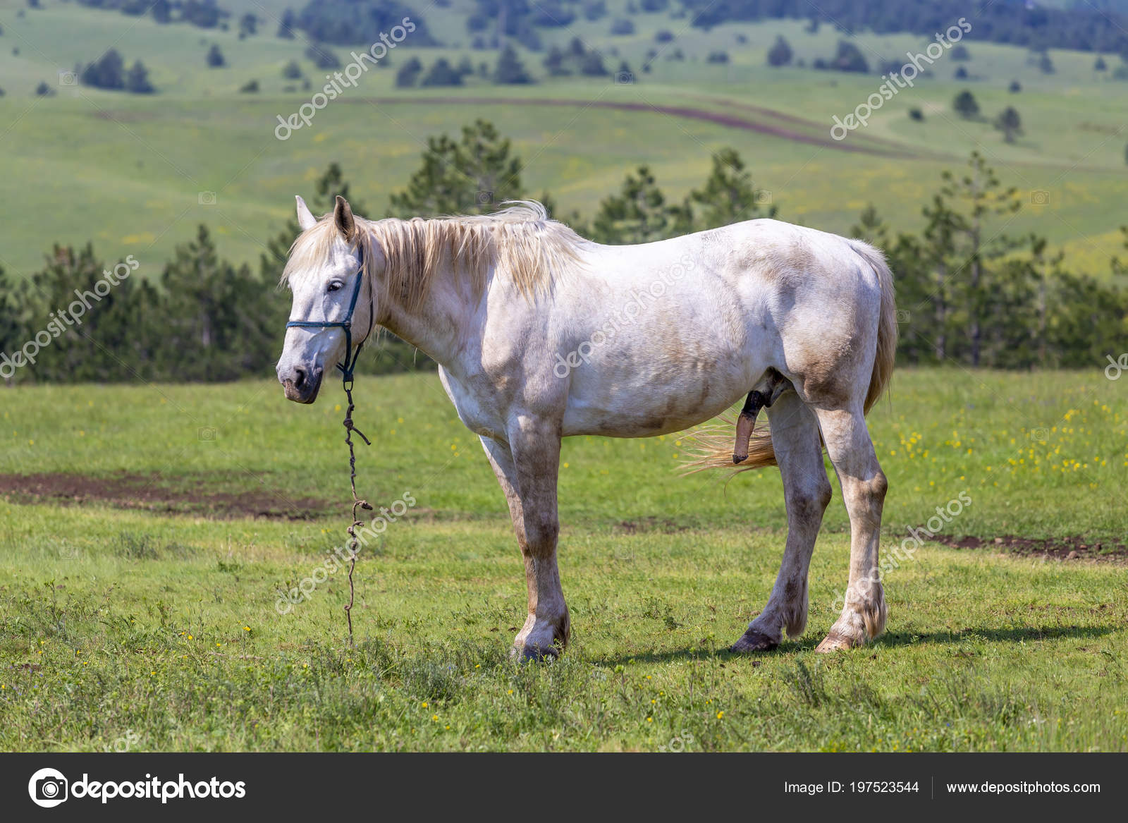 Pony Penis