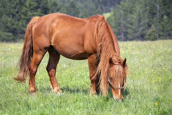 Los Caballos Pastan Prado Caballos Que Crían Pasto Verde Montaña —  Fotos de Stock