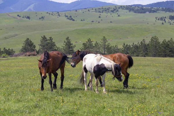 Caballos Pastando Campo Una Montaña Zlatibor Serbia Caballos Criados Pastizal — Foto de Stock