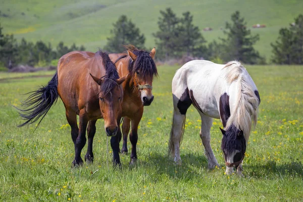 馬山ズラティ ボール セルビアのフィールド 春に緑の牧草地で繁殖馬 — ストック写真
