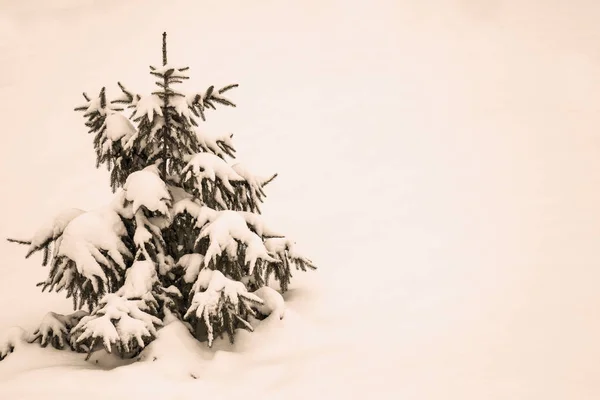Malý Vánoční Stromeček Pokryté Sněhem Kopie Prostoru Bílém Pozadí Zasněžené — Stock fotografie