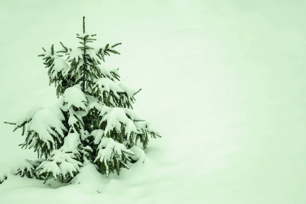 Pequena Árvore Natal Coberta Neve Espaço Cópia Fundo Branco Inverno — Fotografia de Stock