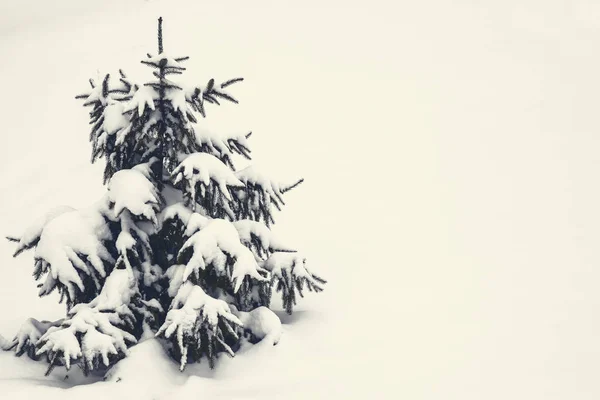 Küçük Köknar Ağacı Karlı Kış Beyaz Arka Plan Üzerinde Kar — Stok fotoğraf