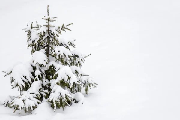 Pequeno Abeto Coberto Neve Espaço Cópia Fundo Branco Inverno Nevado — Fotografia de Stock