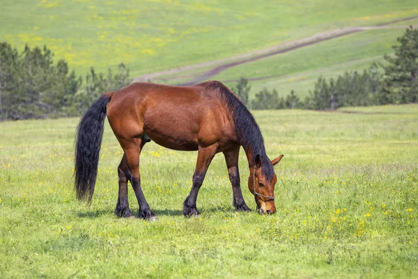 Spring Landscape Horse Grazing Fresh Green Mountain Pasture — Stock Photo, Image