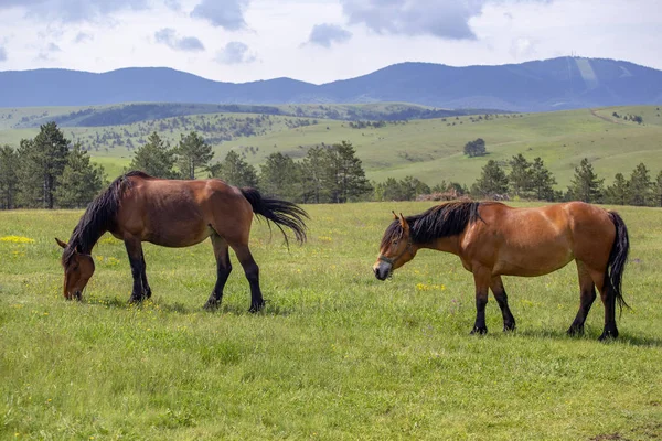 Paisaje Primaveral Con Caballos Marrones Pastando Pastos Frescos Montaña Comer — Foto de Stock