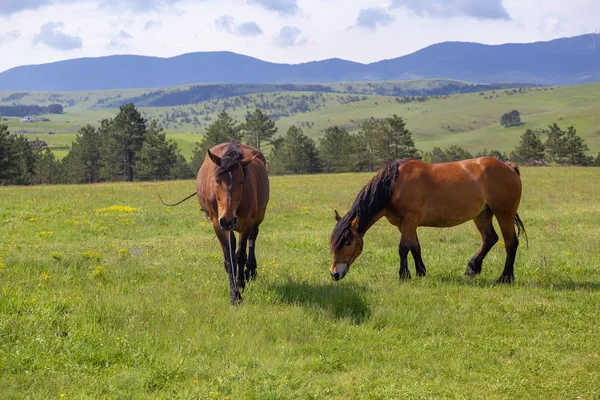 Frühlingslandschaft Mit Pferden Die Auf Frischem Grün Auf Der Alm — Stockfoto