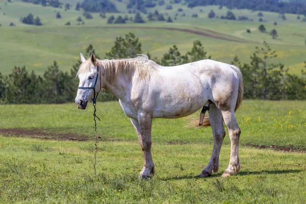 Caballo Blanco Con Pene Grande Pastando Atado Campo Caballo Comiendo —  Fotos de Stock