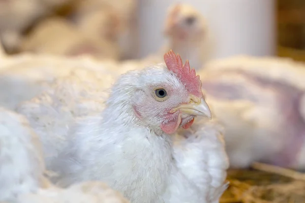 Unga Vita Kycklingar Bur Fjäderfä Gård Köttdjur Jordbruk — Stockfoto