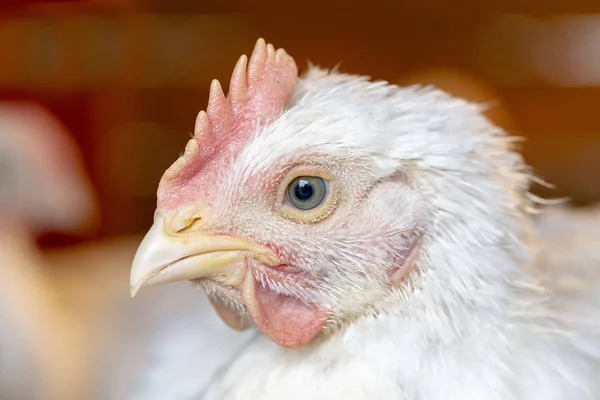 Beyaz Genç Tavuk Portre Tavuk Çiftliğinde Kafeste Hayvan Yetiştiriciliği — Stok fotoğraf
