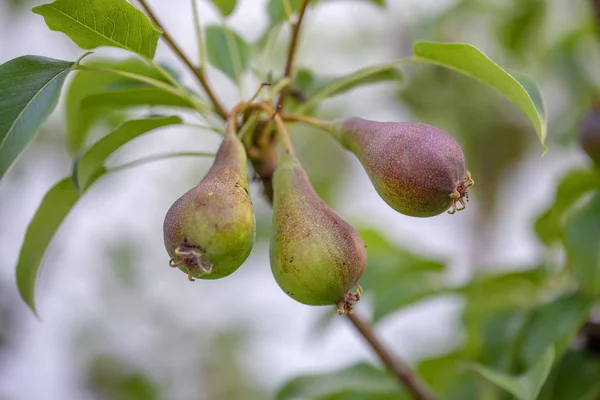 未成熟的绿色生长的梨在树枝上 叶子在花园里 选择性聚焦 — 图库照片