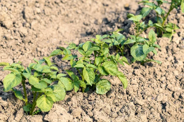 Young Potato Leaves Growing Garden Potato Leaves Solanum Tuberosum — Stock Photo, Image