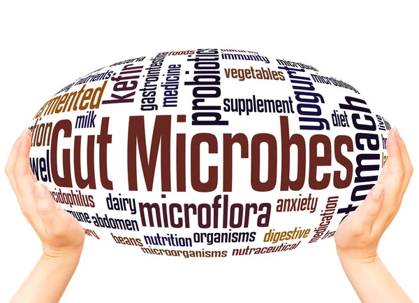 Darm Mikroben Wort Wolke Hand Kugel Konzept Auf Weißem Hintergrund — Stockfoto