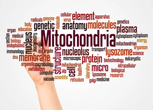 Mitochondrií Slovo Cloud Ruka Konceptem Značky Bílém Pozadí — Stock fotografie