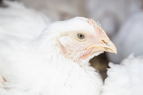 Head of white chicken in cage — Stock Photo, Image