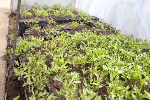 Cultiver des tomates dans un fond de pot — Photo