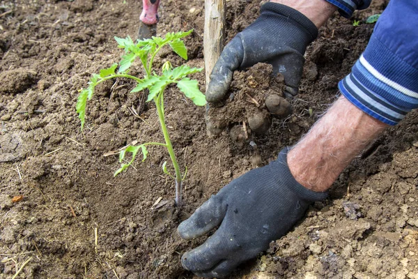 Mains d'agriculteur plantant des plants de tomate — Photo