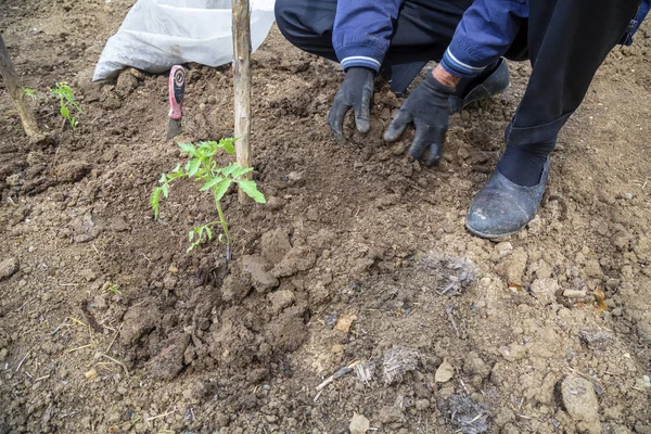 Mains d'agriculteur plantant la plante de tomate dans un cru — Photo
