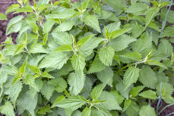 Fresh green nettle leaves (Urtica dioica) — Stock Image Fresh green nettle leaves (Urtica dioica) Stock Image