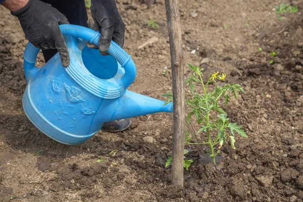 Garden watering can close up watering young tomato plant — Stock Photo, Image